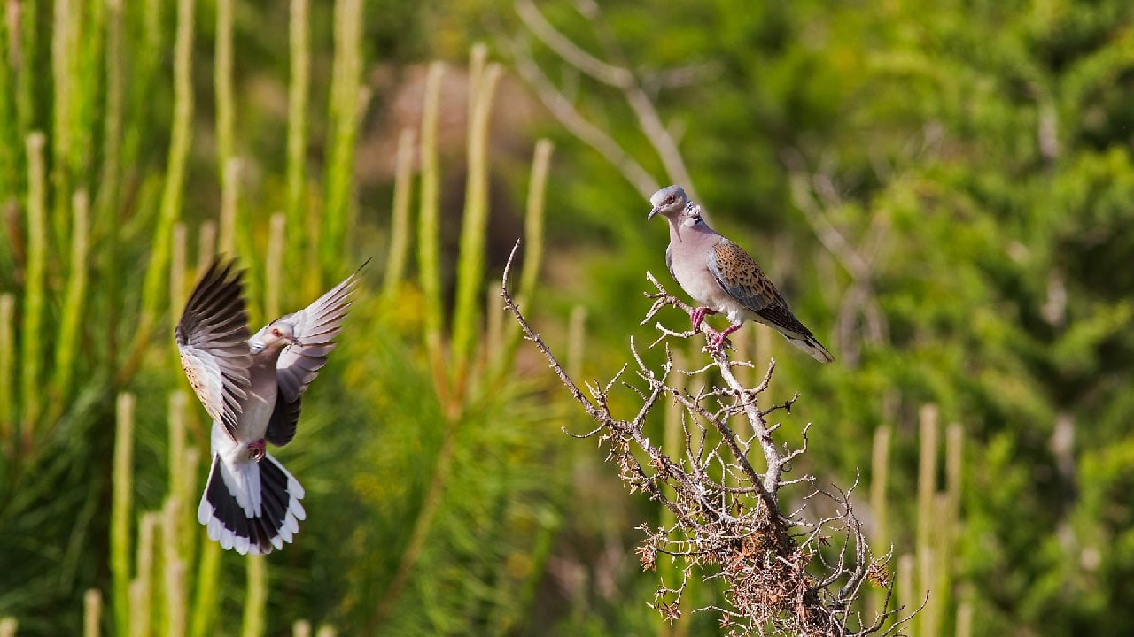 31 kuş ve 5 memeliye av izni veren kararın iptali için Danıştay'a başvuru