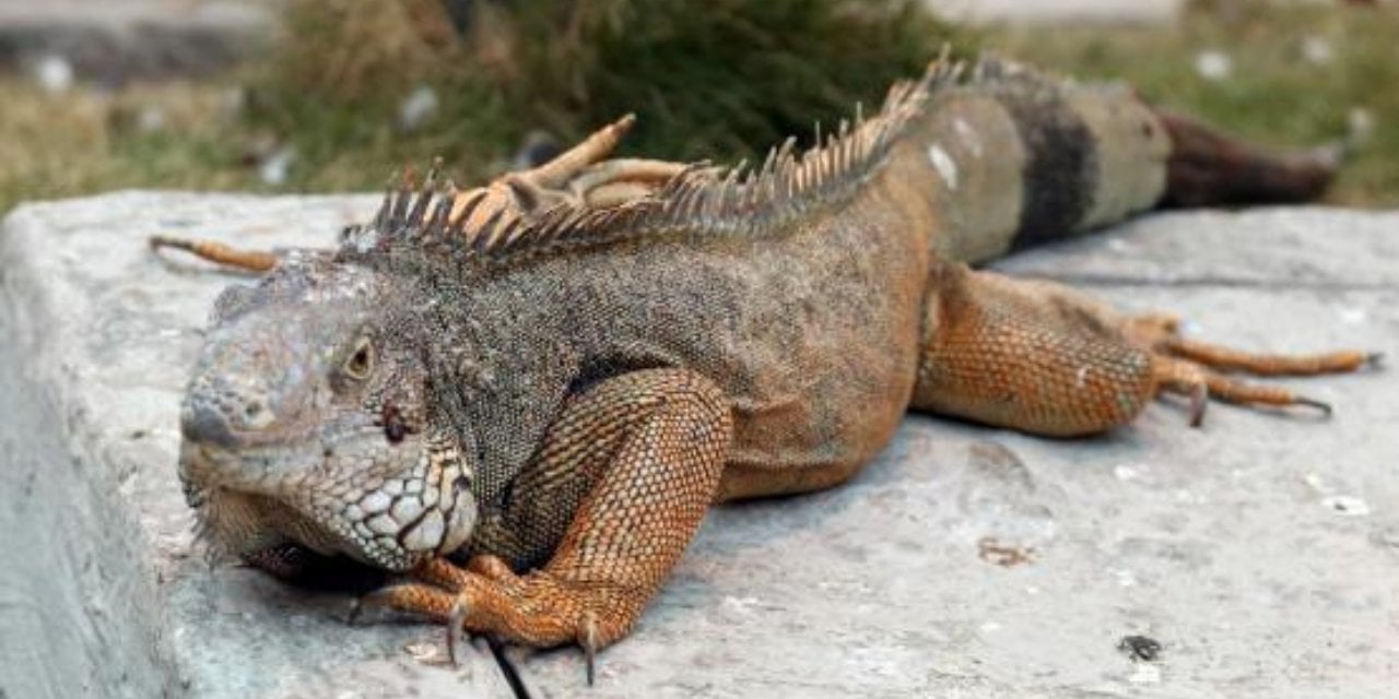 Florida için bir garip hava uyarısı: Gökten iguana yağabilir