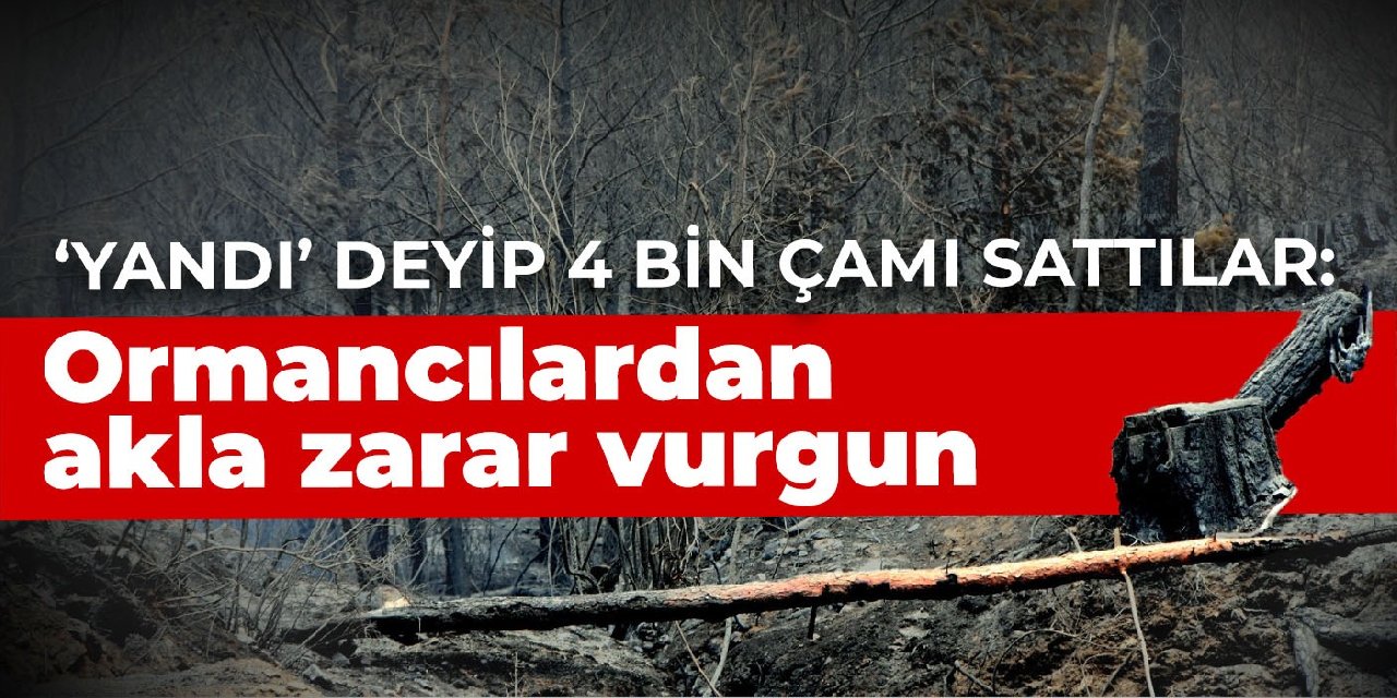 ‘Yandı’ deyip 4 bin çamı sattılar: Ormancılardan akla zarar vurgun