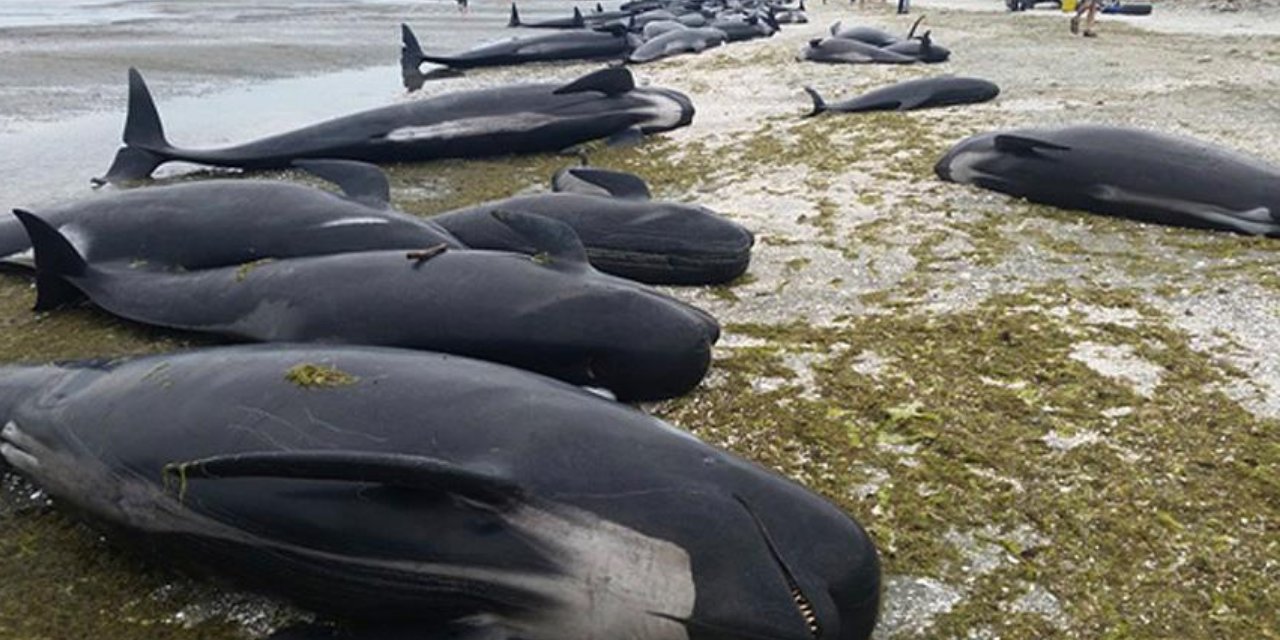 Mahsur kalan 240 pilot balina öldü