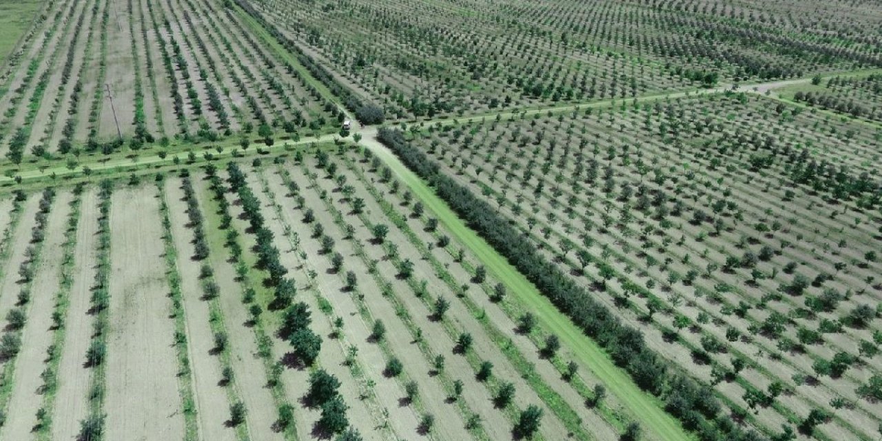 AKP'li belediye 85 bin ağacı söktü