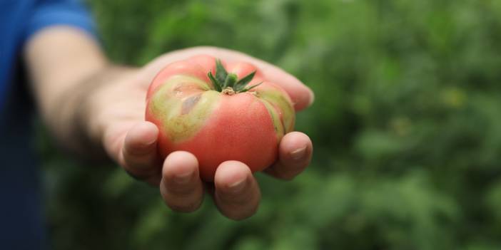 Domatesin koronası: Seralar karantinaya alınıyor