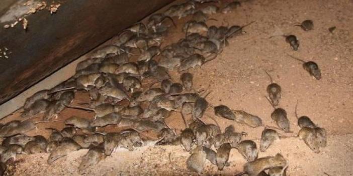 Avustralya’da dehşete düşüren fare istilasına '5 bin litrelik zehir' çözümü