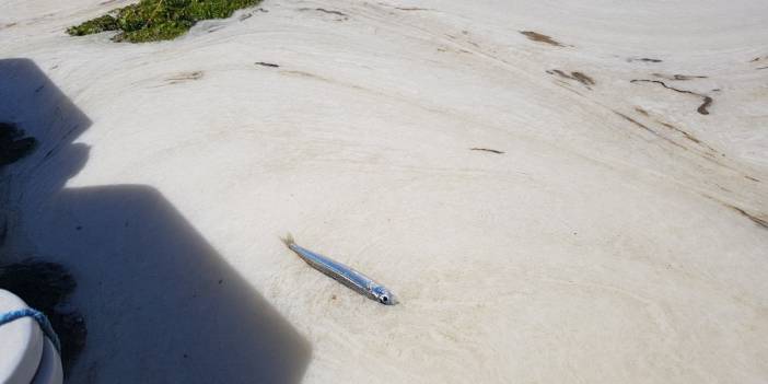 Deniz salyası Yalova'da