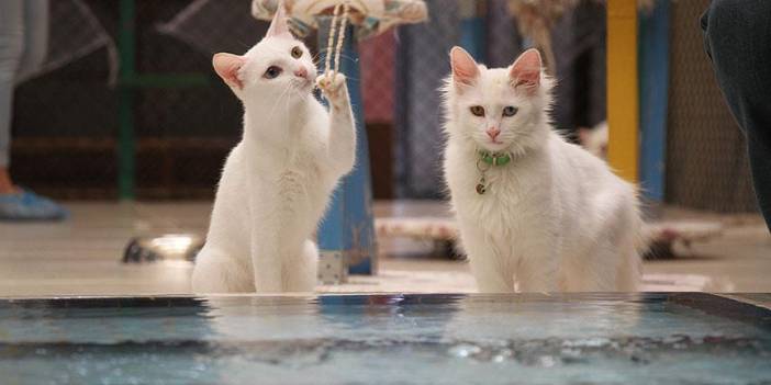 İddia: Avustralya'da kendini kedi sanan çocuğa okuldan destek