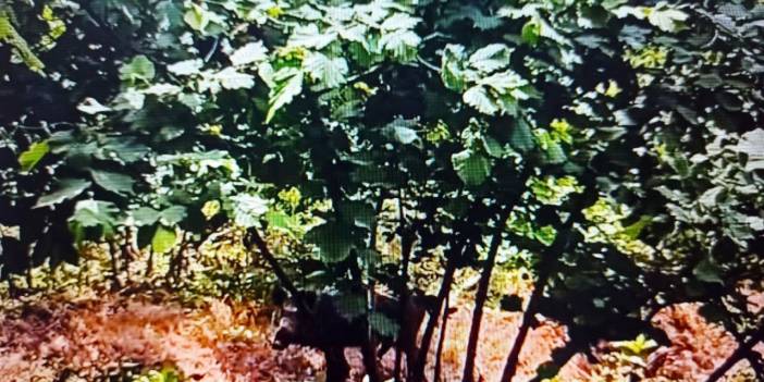 Domuzlardan korktu, ağaca tırmandı