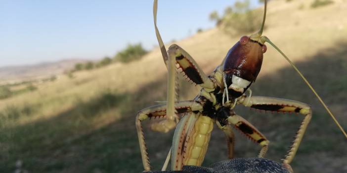 Batman'da etçil çekirge görüldü