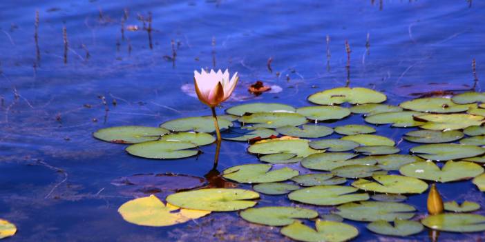 Nilüferleri koparana ceza
