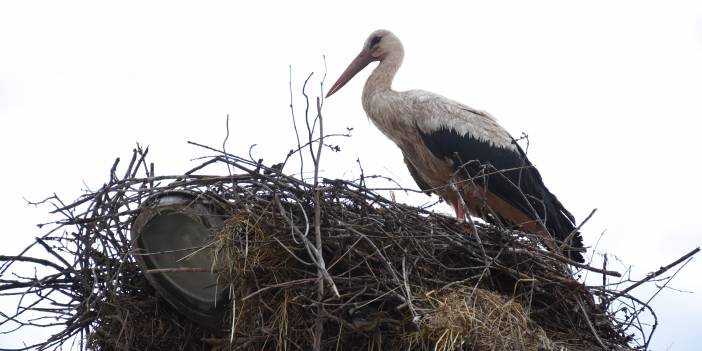 Bartın'da 6 yıldır aynı yere yuva yapan leylekler köyün maskotu oldu