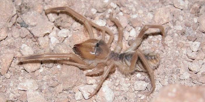 'Et yiyen örümcek' paniği
