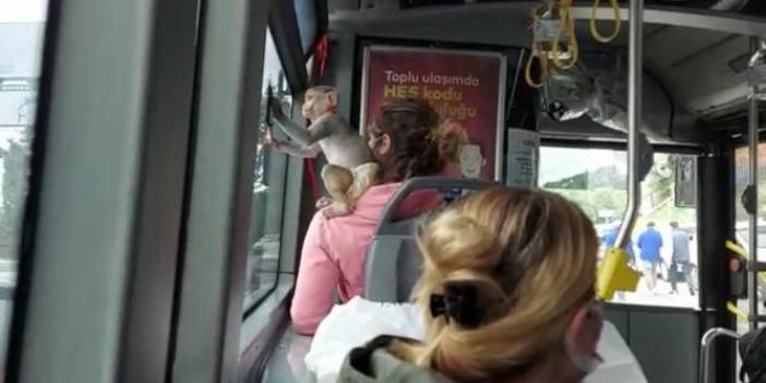 Trafikte tek eğlenen: Otobüsteki maymun