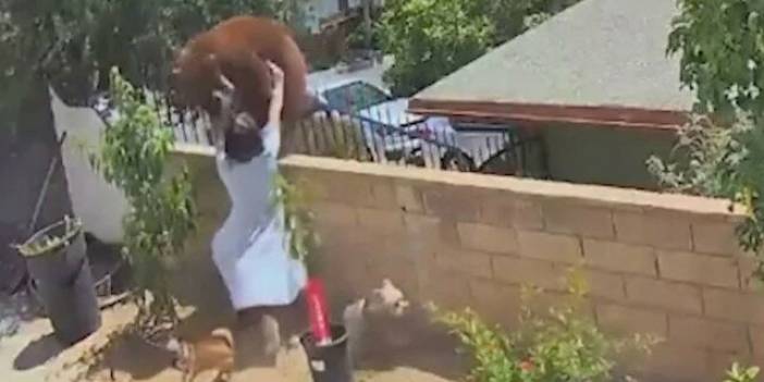 Köpeklerini kurtarmak için ayıyla dövüştü