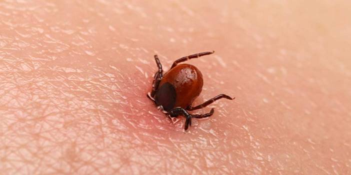 Uzmanlardan ’kene’ uyarısı: 10 gün içinde öldürebiliyor