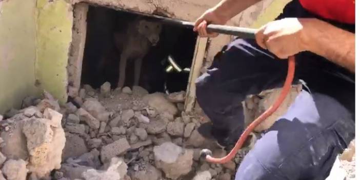 İtfaiye ekipleri metruk binada mahsur kalan köpek için seferber oldu