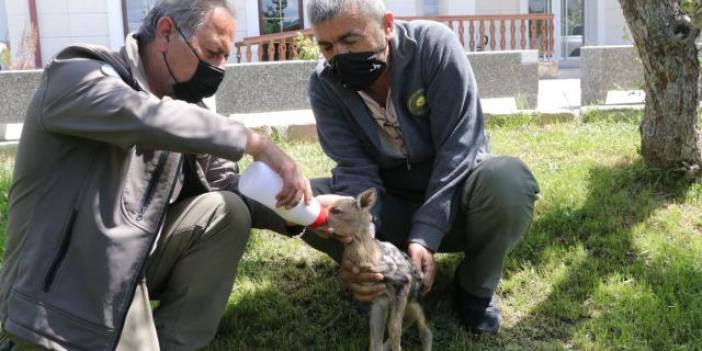 Çobanların bulduğu karaca yavrusu biberonla beslendi