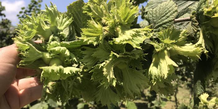 Soğuğa dayanıklı fındık projesi