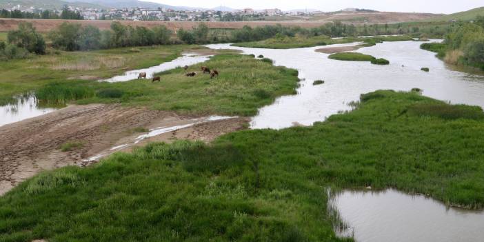 Kızılırmak'ta sular çekildi, hayvanlara otlak oldu