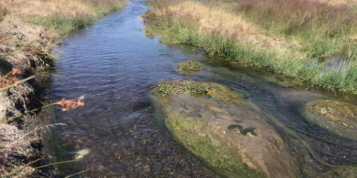 Salda Gölü'nü kirletenler bulundu: İnekler!