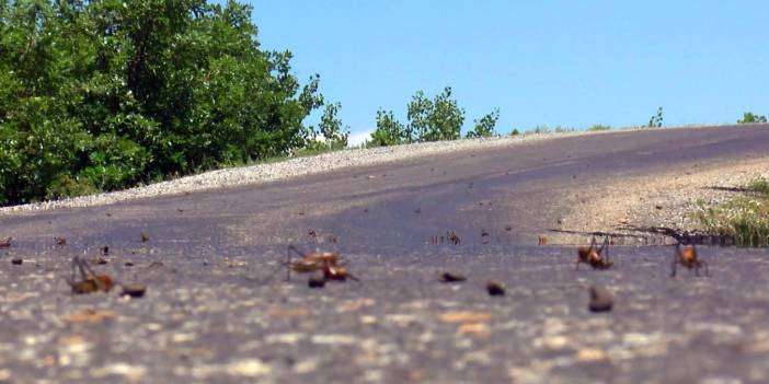 Çekirgeler Muş Ovası'na doğru ilerliyor