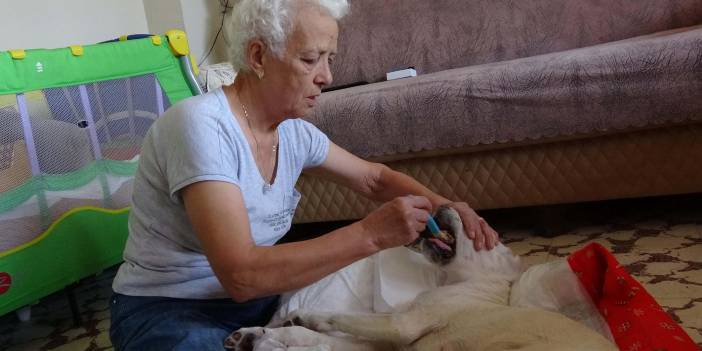 Felçli köpeğine bebek gibi bakıyor