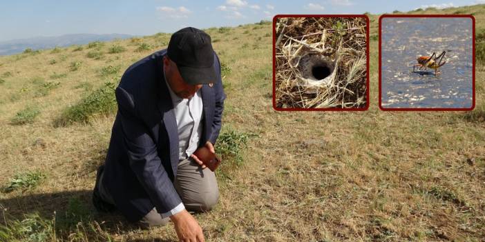 Muşlu çiftçilerin dev çekirge endişesi