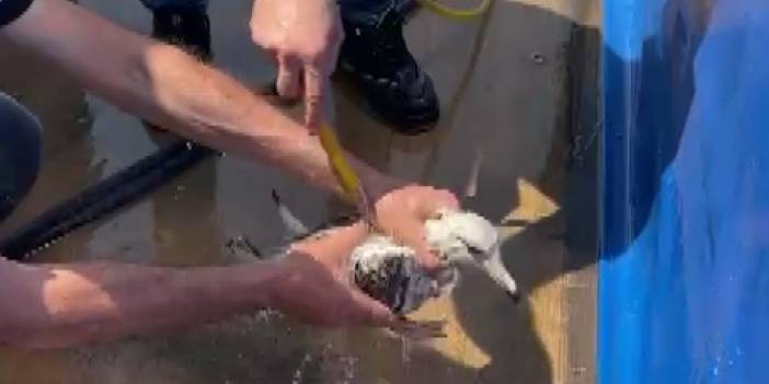 Müsilaja saplanan martı kurtarıldı