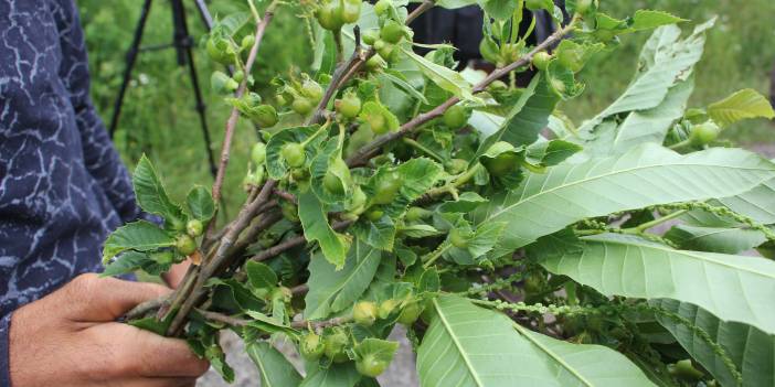 Gal arısı Kastamonu'da görüldü