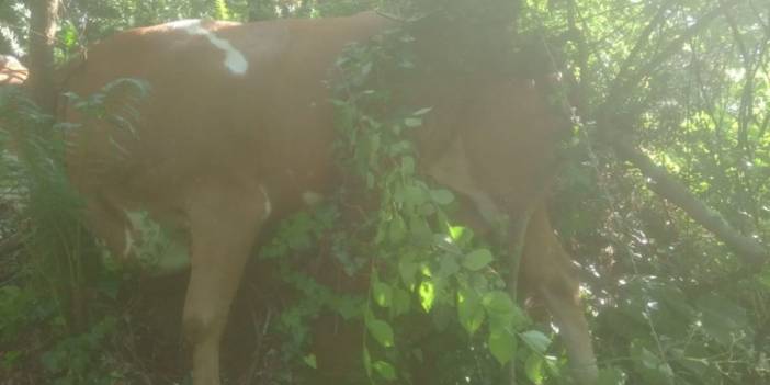 İnek ağaçta asılı kaldı