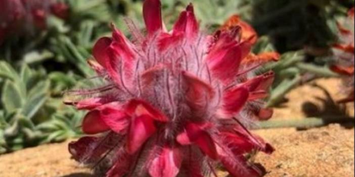 Burdur Valiliği'nden Salda raporu: Endemik bitkiler zarar görecek