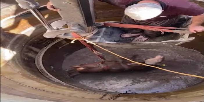 Su kuyusuna düşen boğa, iş makinesi yardımıyla kurtarıldı