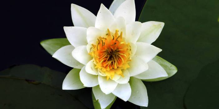 Kızılırmak'ta açan nilüferlerin göz alıcı güzelliği