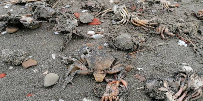 Silivri'de tedirgin eden görüntü: Binlerce ölü yengeç sahile vurdu