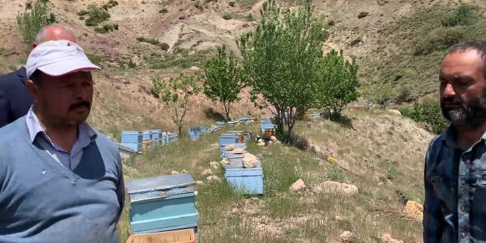 Kuraklık arıcılığı da etkiledi: Risk altına girdi