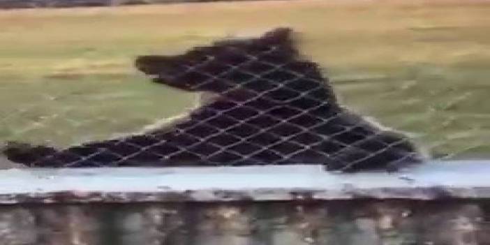 Ayılar ilçe merkezine indi