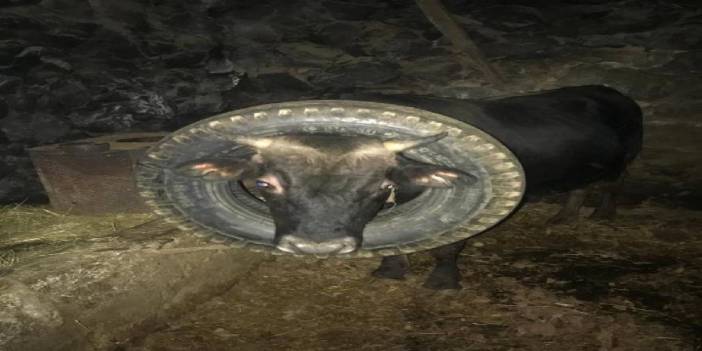 Başına araba lastiği geçen inek, itfaiye tarafından kurtarıldı