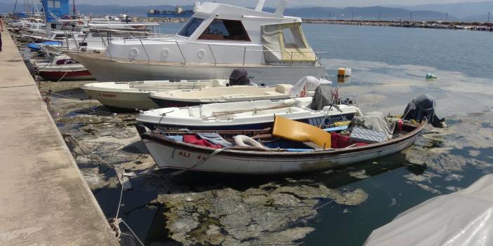 Darıca'da müsilaj arttı, denize girmek yasaklandı