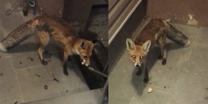 Bakımevine gelen tilkiyi her gün besliyor