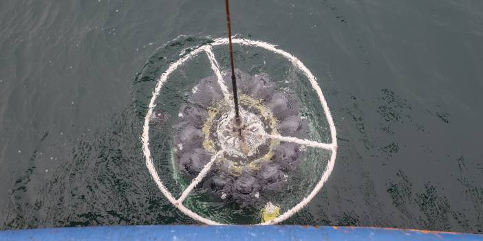 ODTÜ'den derin müsilaj incelemesi