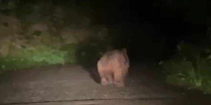 Köyü susuz bırakan ayı muhtara yakalandı