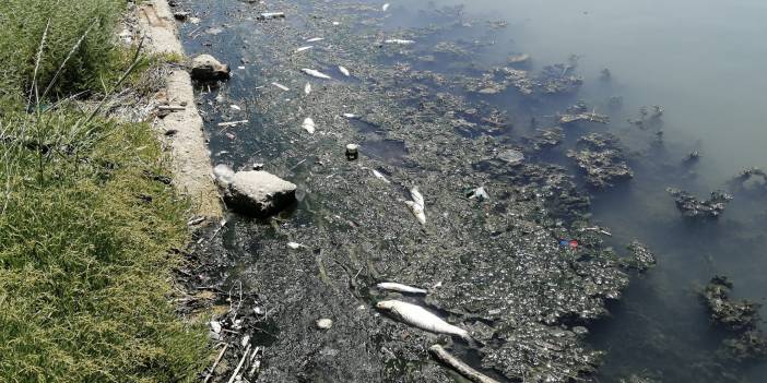 Kötü kokuların yayıldığı Büyükçekmece Gölü'nde ölü balıklar kıyıya vurdu