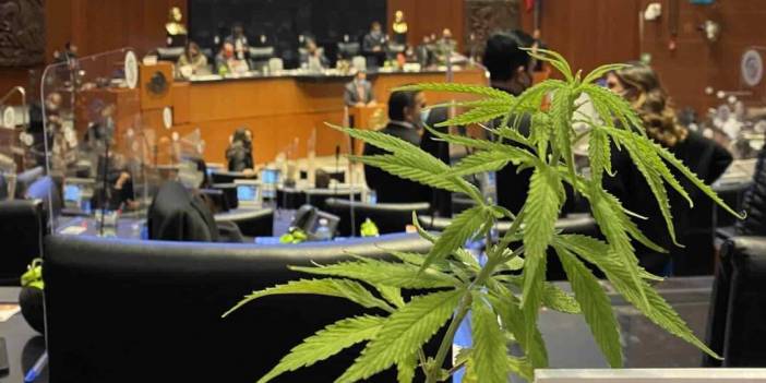 Meksika'da keyif amaçlı esrar kullanımı suç olmaktan çıkartıldı