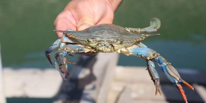 Akdeniz ve Karadeniz'e istilacı yengeçler geliyor