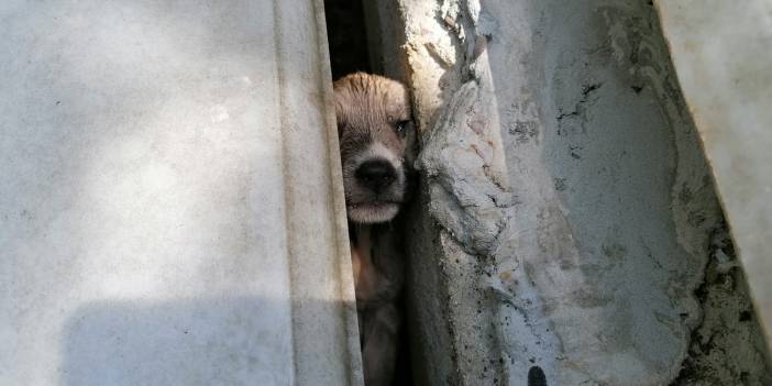 İki mezar arasına sıkışan yavru köpekleri itfaiye kurtardı