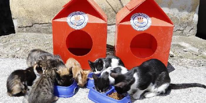 Meclis'te tarihi hafta: Hayvanları Koruma Kanunu geliyor