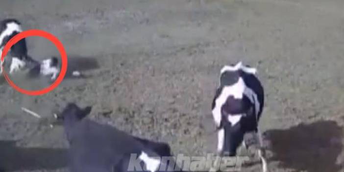 Konya'da boğanın saldırısına uğrayan çoban yaralandı