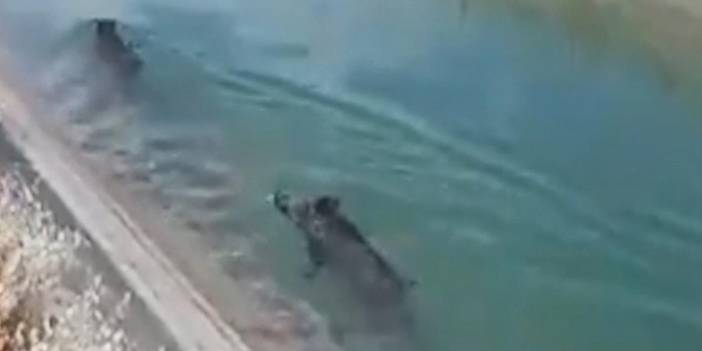 Kanala düşen yaban domuzları, 6 saatte kurtarıldı