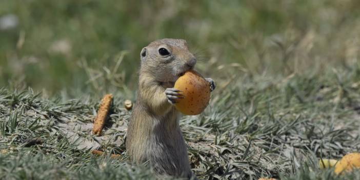 Anadolu sincabının kayısı keyfi