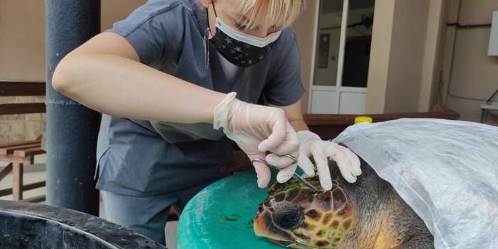 Çanakkale'de yaralı caretta caretta tedaviye alındı
