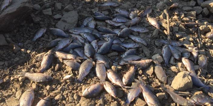 Afşar Barajı'ndaki ölü balıkları sepetlerle topladılar