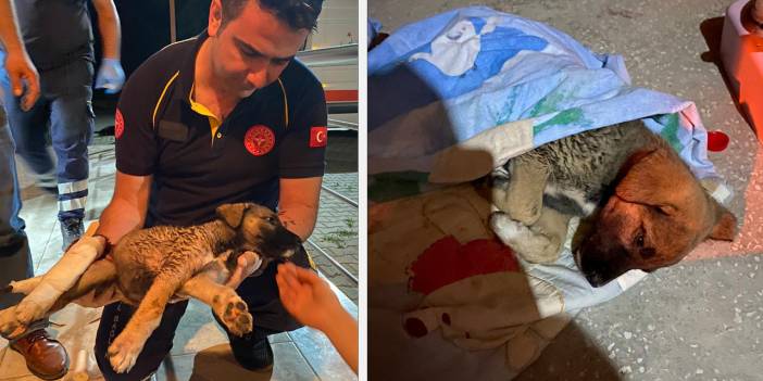 Ambulansla istasyona dönen sağlık ekibi, yaralı köpeğe müdahale etti